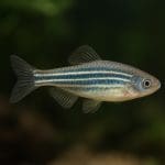 Jak założyć akwarium high-tech