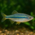 Chłodziarka akwariowa