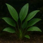 Anubias minima – Anubias barteri var. minima