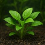 Pokolec dwubarwny – Ctenochaetus marginatus