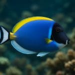 Pokolec dwubarwny – Ctenochaetus marginatus