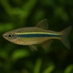 Danio cętkowany – Danio nigrofasciatus