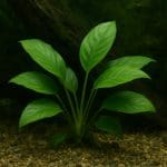 Sterownik temperatury