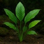 Anubias congensis – Anubias congensis