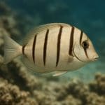 Anubias heterophylla – Anubias heterophylla