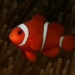 Pokolec pręgowany brązowy – Acanthurus triostegus