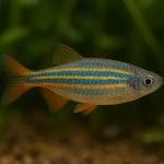 Danio malabarski – Devario malabaricus
