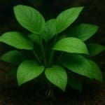 Anubias barteri – Anubias barteri