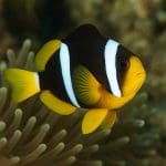 Anubias frazeri – Anubias frazeri