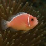 Błazenek czarny – Amphiprion clarkii
