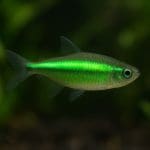 Neon czarny – Hyphessobrycon herbertaxelrodi