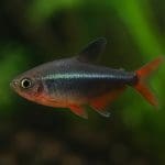 Automatyczna dolewka wody