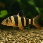 Bocja birmanska – Botia histrionica