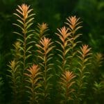 Aniołek niebieski – Pomacanthus xanthometopon