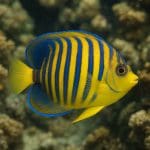 Aniołek niebieski – Pomacanthus xanthometopon