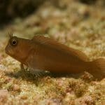 Piaskowiec niebieskooki – Valenciennea muralis