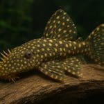 Zbrojnik L144 – Ancistrus sp. L144