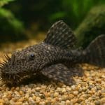 Zbrojnik złoty – Ancistrus cf. cirrhosus