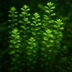 Ludwigia super red – Ludwigia sp. 'Super Red’