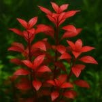 Aniołek koralowy – Centropyge bispinosa