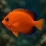 Aniołek płomienisty – Centropyge loricula