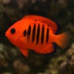 Aniołek koralowy – Centropyge bispinosa