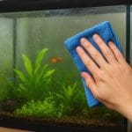 Aniołek płomienisty – Centropyge loricula