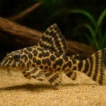 Zbrojnik niebieskoplamy – Hypancistrus debilittera (L129)