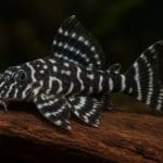 Zbrojnik Leopardus – Peckoltia compta (L134)