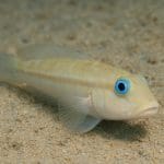 Skałka brązowa – Ecsenius namiyei