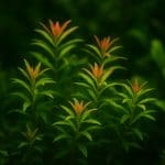 Ludwigia brevipes – Ludwigia brevipes