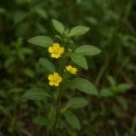 Aniołek karłowaty – Centropyge argi