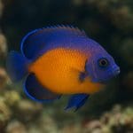 Aniołek niebieskopłetwy – Centropyge multispinis