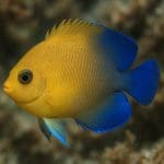 Aniołek karłowaty – Centropyge argi