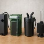 Zbrojnik lamparci – Hypostomus plecostomus