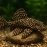 Zbrojnik imperialny – Hypancistrus zebra (L046)