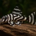 Karmnik automatyczny