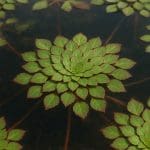 Ludwigia peruensis – Ludwigia peruensis