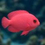 Aniołek szafirowy – Centropyge tibicen