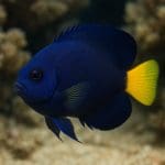 Aniołek różowy – Centropyge hotumatua