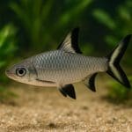 Sumik kongo – Synodontis eupterus