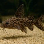 Sum rekini mini – Balantiocheilos melanopterus