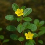 Hygrophila augustifolia – Hygrophila augustifolia