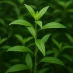 Ludwigia ovalis – Ludwigia ovalis