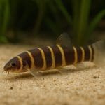 Cierniooczek sumatrzański – Pangio semicincta