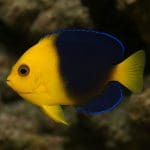 Aniołek czarny – Apolemichthys xanthurus