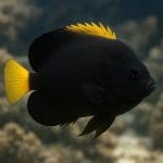 Aniołek żółtobrzuchy – Centropyge vroliki