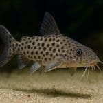 Sumik kropkowany – Synodontis petricola