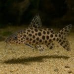Sumik pierzasty – Synodontis multipunctatus