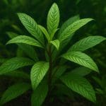 Hygrophila guianensis – Hygrophila guianensis